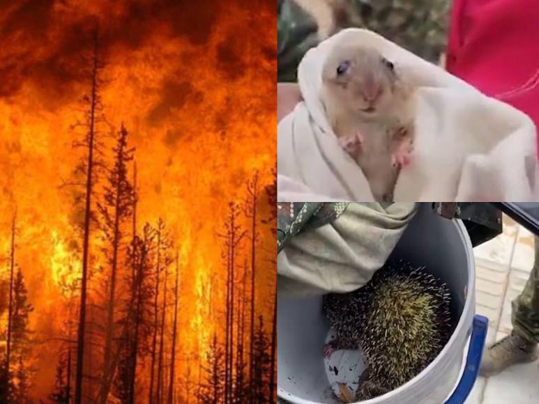 Varios incendios forestales en Bogotá, Colombia están causando destrozos a la flora y fauna, aquí una serie de impactantes imágenes que se han compartido en las redes sociales.