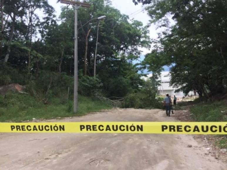 Las clases en la Universidad Nacional Autónoma en el Valle de Sula (Unah-vs) fueron suspendidas por la caída de un árbol que dañó el tendido eléctrico.