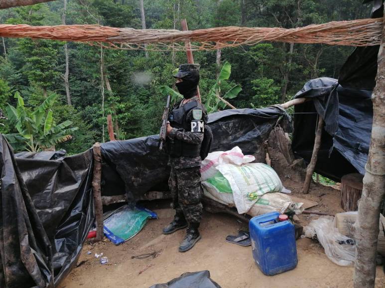 Un total de 90,000 plantas de coca fueron encontradas este miércoles en la aldea Río Cuerito en La Masica, Atlántida.