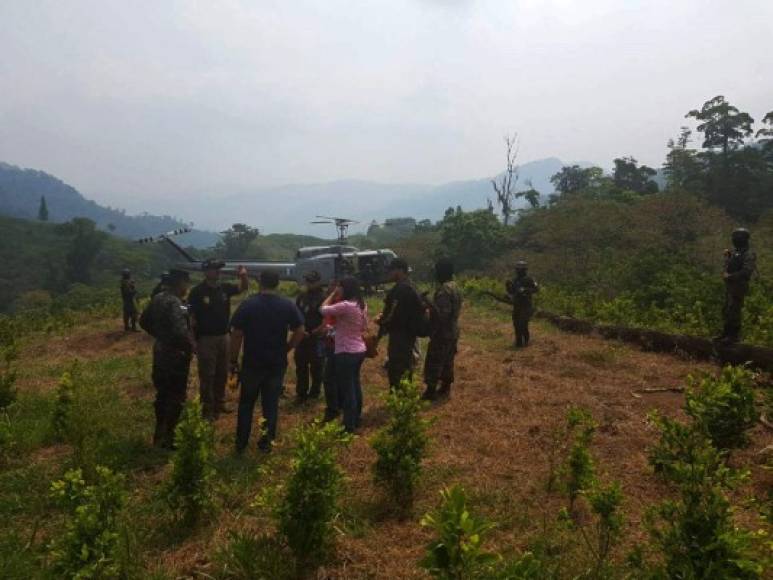 Policía Militar ubicaron aproximadamente 40 manzanas de arbustos de coca en el sector de Tamales, Gualaco, Olancho.