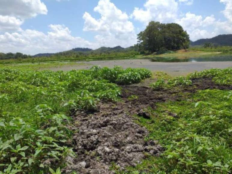 La sequía en Honduras ha provocado alarmante reducción de agua en represas y lagunas, así como la de Jucutuma que está a punto de secarse, y qué además, por el descuido de las autoridades locales de San Pedro Sula está cubierta de lechugas y lirios.