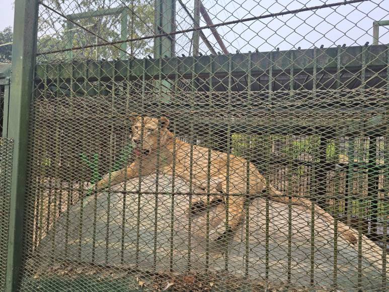  La administradora del zoológico, Dilcia Méndez, desmintió que hubieran planillas infladas, negó que hubieran planillas fantasma.