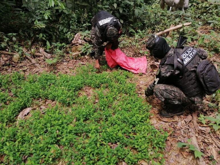 Descubren un narcolaboratorio en La Masica, Atlántida