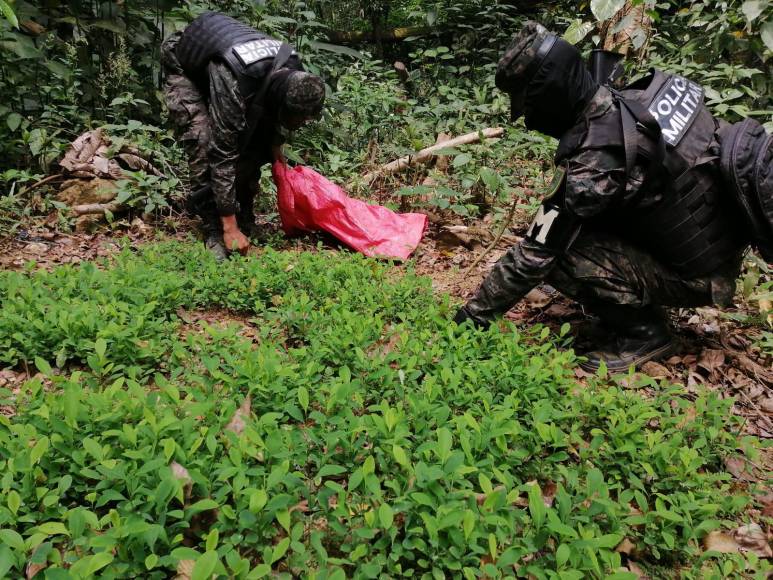 En total se localizaron y aseguraron 40 manzanas con más de 120 mil arbustos de hoja de coca.