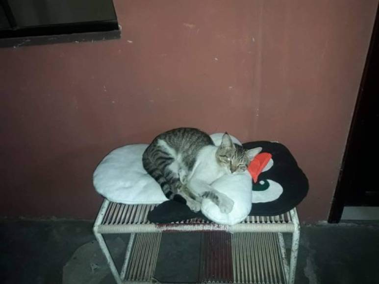 Belkis Ramos envió la fotografía de su gato durmiendo plácidamente. El gato tiene una vida promedio de 16 años.