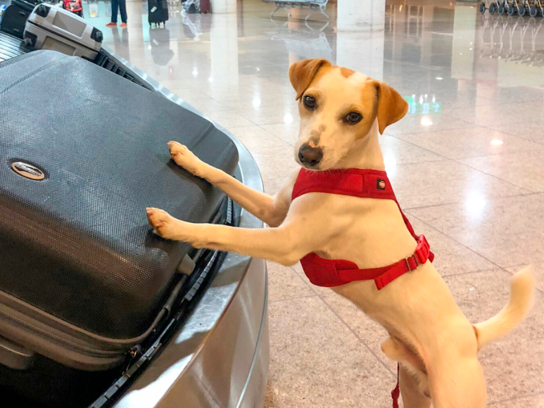 En cuanto a los requisitos que cada aerolínea tiene para transportar a los diferentes animales, usted como dueño debe abocarse y preguntar.