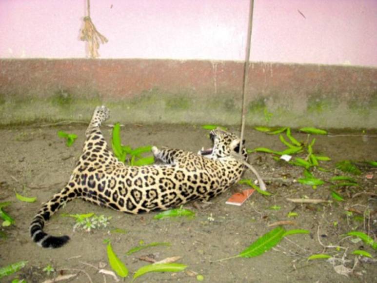 En el 2009 un jaguar murió en Puerto Cortés cuando un equipo de Bomberos pretendían capturarlo ya que estaba en un árbol de una vivienda y temían por la seguridad de la familia.