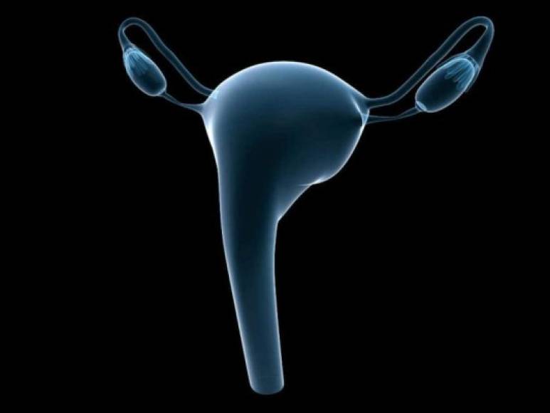 Si bien tanto el útero como los testículos son necesarios para tener hijos, no son necesarios para mantener la vida. A causa de cáncer u otras enfermedades, a muchas personas se les remueven los órganos reproductivos pero eso no influye en su calidad de vida.