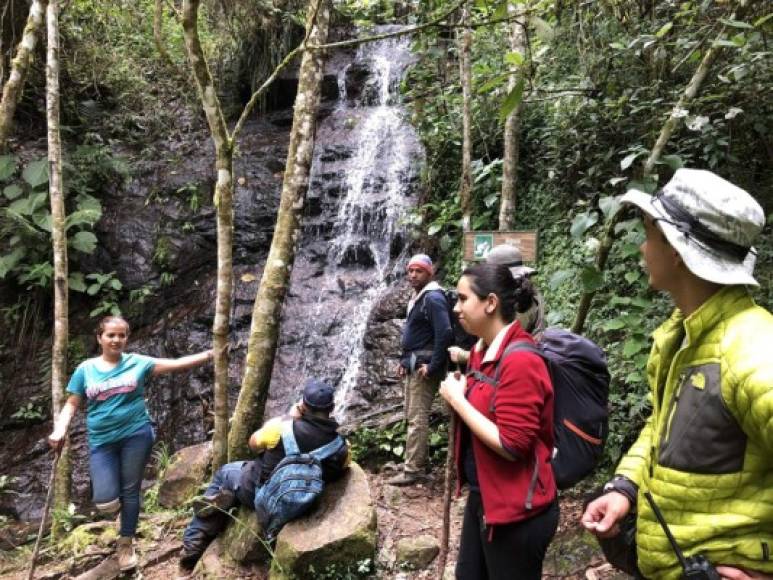 Para regresar caminamos más de 20 kilómetros, pero sin tomar en cuenta el cansancio en las rodillas, poder ver enormes pinos con más de 100 años, cubiertos por musgos, escuchar el canto de las aves y apreciar como los rayos del sol apenas entran por la densa vegetación, fue una experiencia que valió la pena vivir.