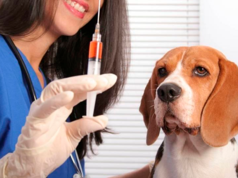 3- Las vacunas que debe tener en el caso de perros son: vacuna séxtuple o quíntuple y vacuna antirrábica (que son las vacunas obligatorias), explicó la especialista.
