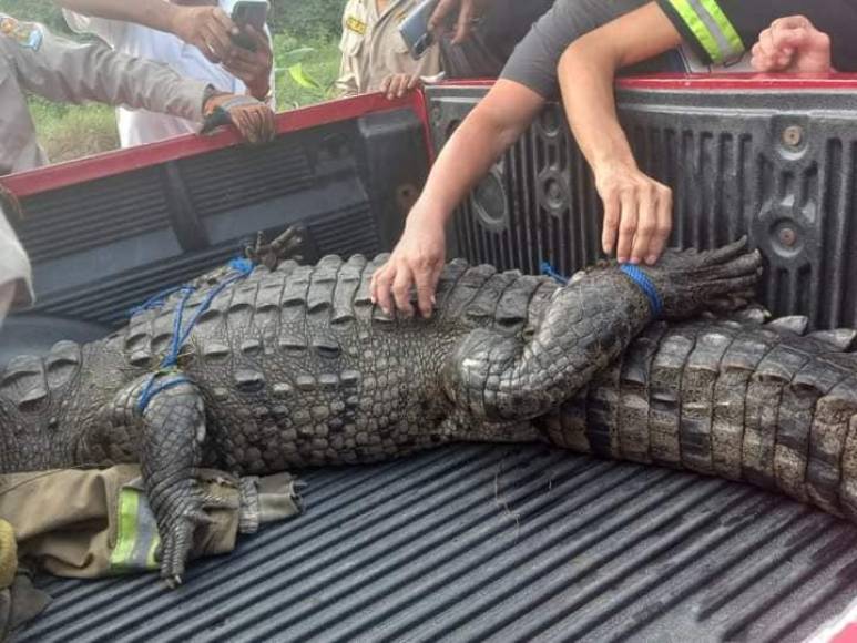 El animal no sufrió ningún perjuicio durante la operación de rescate. 