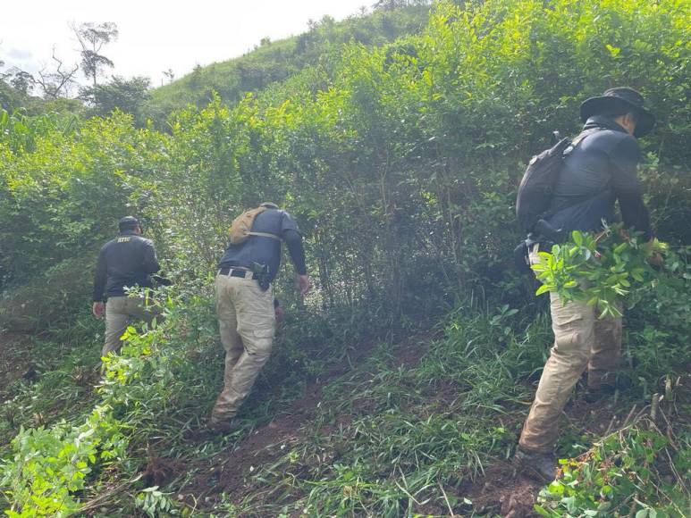 El sembradío constaba de 42 manzanas de tierra que contenían 1,680,000 arbustos de hoja de coca.