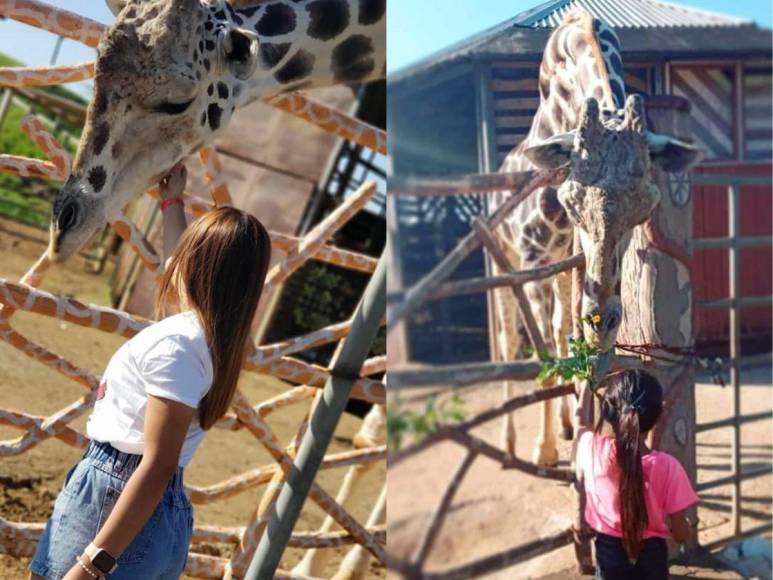 “Big Boy” era la jirafa más querida de Honduras y su muerte ha sido lamentada por la población.