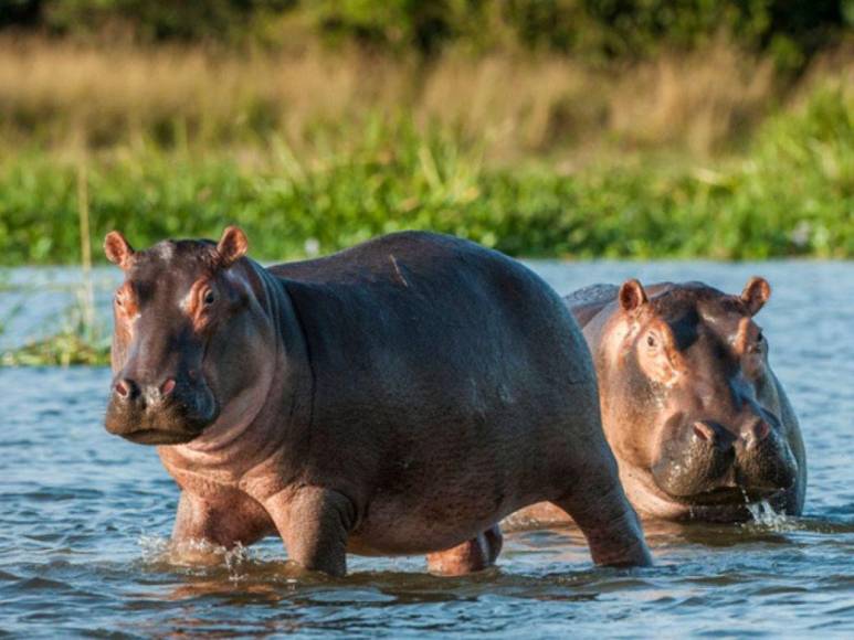 En la actualidad hay una cifra récord de 166 hipopótamos y según cálculos del Ministerio de Ambiente para 2035 podrían ser 1.000 si no se frena su expansión.
