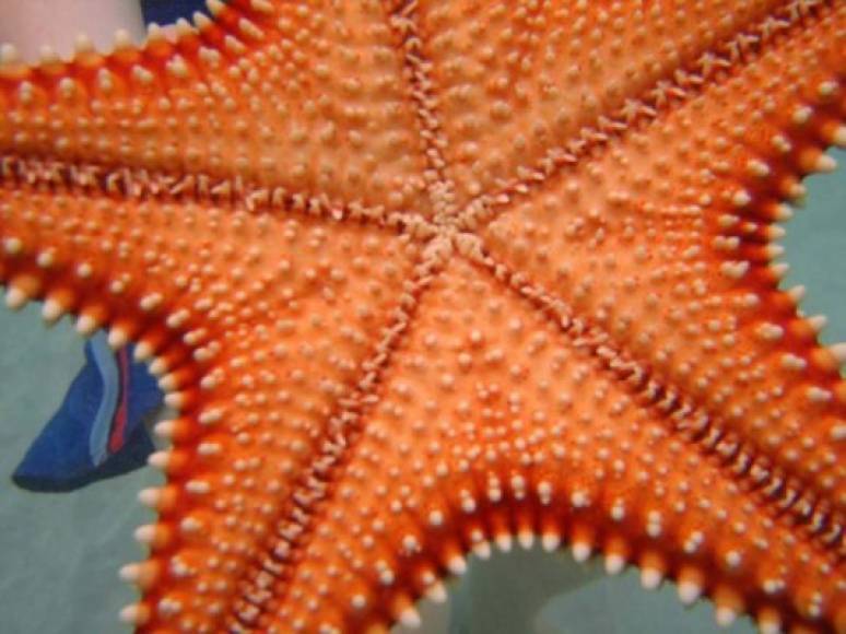 Los hallazgos preliminares han permitido identificar 37 bancos de arena, que son los sitios donde permanecen estas especies del mar; también se ha podido estimar unas 2,522 estrellas solo en estos bancos.