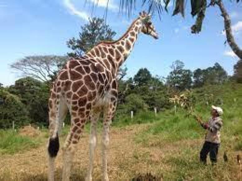 La jirafa era dócil y amigable con los visitantes y sus cuidadores. 