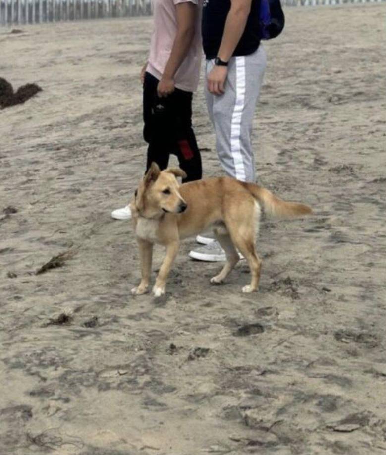 El comerciante, dueño de Oso, narró a medio locales que sintió mucho miedo cuando vio a <b>Oso</b> cruzar la frontera pues sabía que era muy difícil que regresara por su cuenta o que lo regresaran los agentes migratorios.