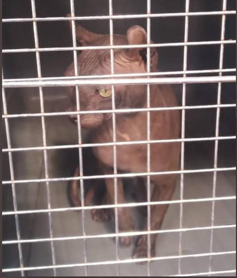 El exótico felino, color café oscuro, fue visto deambulando entre los módulos al interior del Cereso, mientras se realizaba una revisión por parte de los custodios.