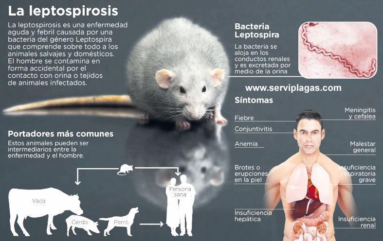 Síntomas y manera de transmisión de la leptospirosis a humanos.