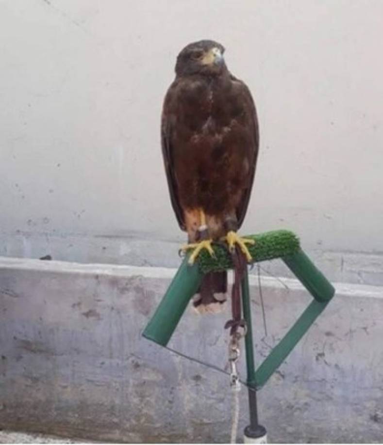 Por esto, River Plate decidió sumar a dos gavilanes, que viven en el estadio, junto a un adiestrador de aves, para que ahuyenten a las palomas.