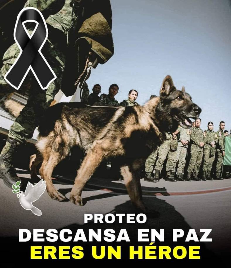 Por su naturaleza, los pastor belga son animales protectores, así que no es aconsejable fomentar sus instintos de protección sin la guía adecuada.