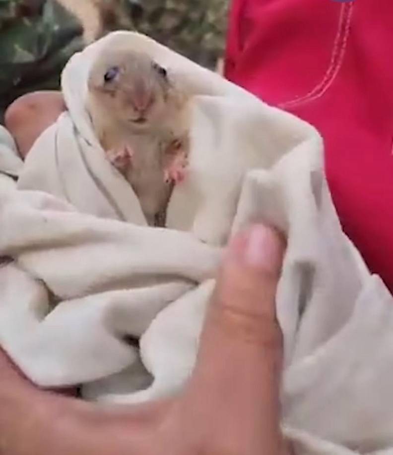 Varios animales incluyendo una ardilla lastimada de sus pies han sido llevados a refugios para ser atendidos y conservar la fauna silvestre. Animales silvestres como coatíes, búhos y otros pájaros han sido vistos resguardándose en zonas urbanas cercanas.