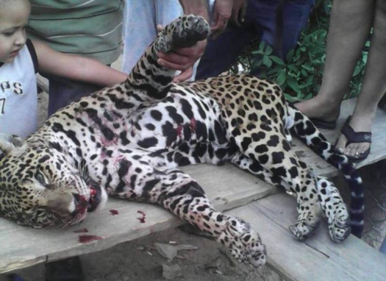 En Orica, Francisco Morazán, fue asesinado a disparos este jaguar porque algunos pobladores lo consideraban una amenaza.