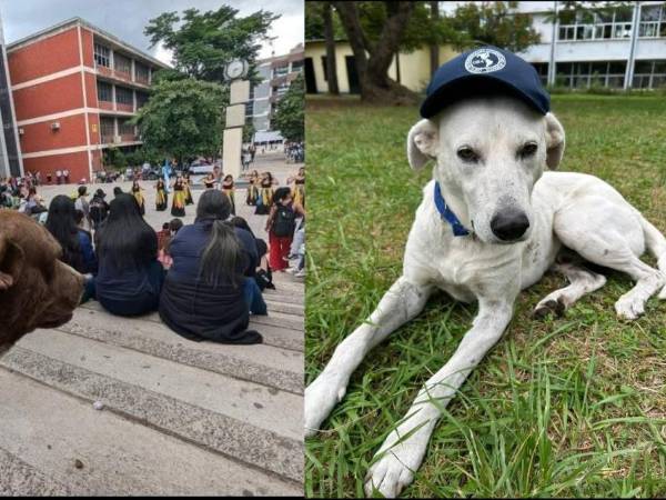 Patitas UNAH se roba los corazones de quienes conocen su proyecto, y es que el amor y su extensión es una forma de alzar la voz por los animales que merecen una y miles de oportunidades más.