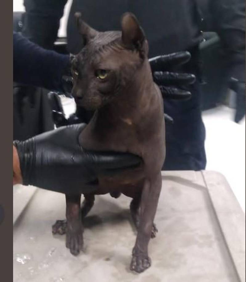 Pese a ser llamados egipcio o “esfinge”, estos felinos no tienen nada que ver con el país de Africa del norte. Se trata de una raza joven que nació en Canadá en los años 60 como resultado de una mutación genética de carácter recesivo, la cual es la causante de que el gato no tenga pelo. Aunque en realidad tiene una capa de vello muy corta y fina que es prácticamente imperceptible.