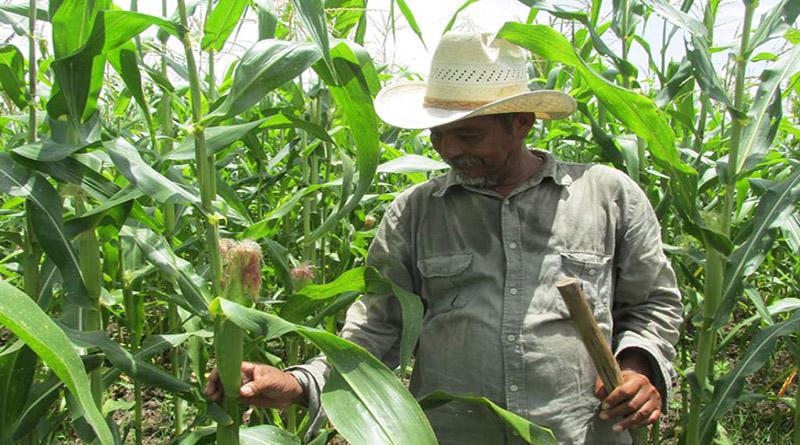 McCain también anunció apoyo logístico para agricultores hondureños.