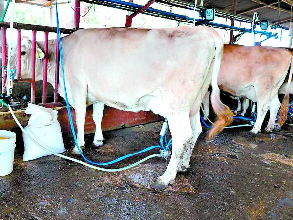 El litoral atlántico, la zona norte, Olancho, El Paraíso, Choluteca y Francisco Morazán son las regiones más ganaderas y productoras de leche en el territorio hondureño.