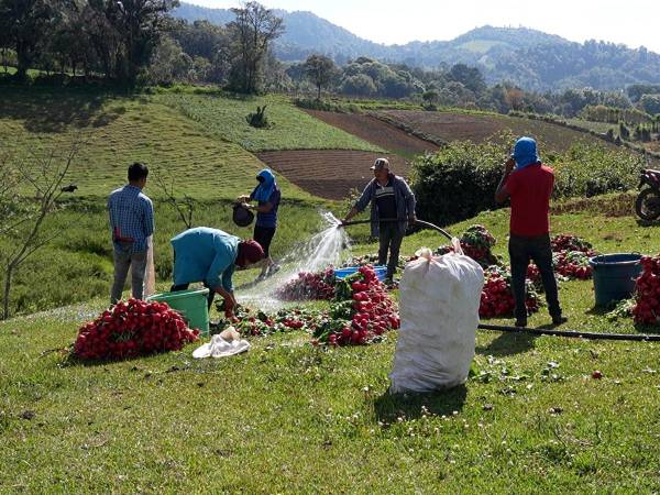 El sector agrícola requiere de políticas y acceso al riego tecnificado para producir durante la estación seca.