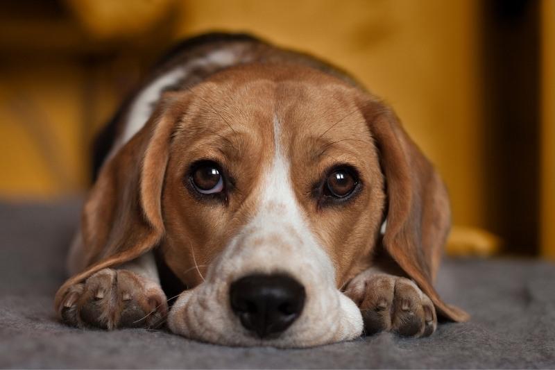 ¿Pueden los perros detectar enfermedades?, su comportamiento podría revelarlo
