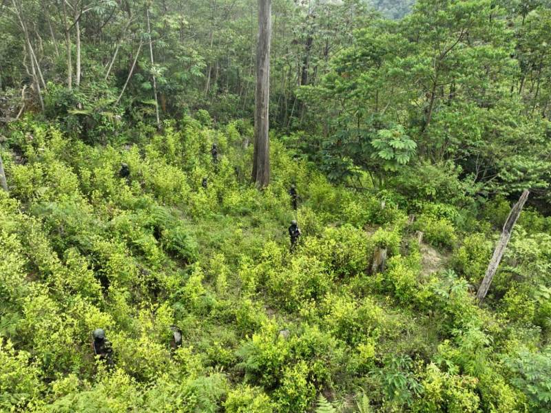 Efectivos del Ejército, en coordinación con la Dirección de Información Estratégica C-2 y agentes de inteligencia de la PMOP, localizaron y aseguraron este viernes 4 de septiembre cuatro plantaciones de supuesta hoja de coca y marihuana en zonas montañosas de los municipios de Olanchito y Yoro, departamento de Yoro.