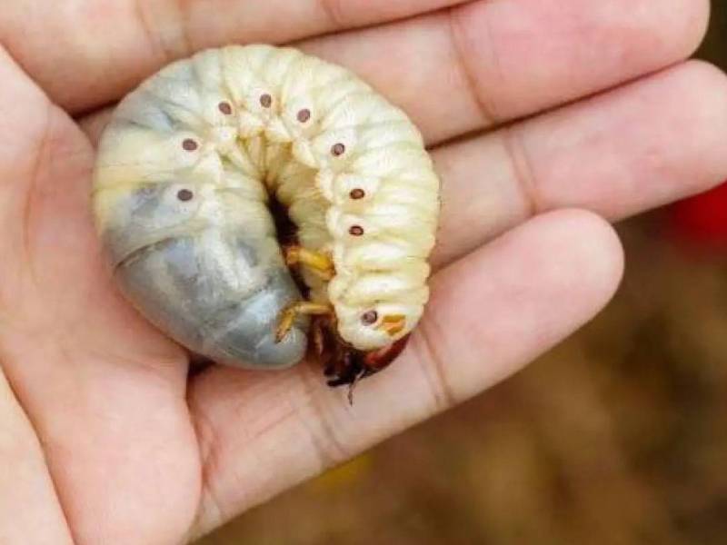 La miasis, causada por la larva de la mosca Cochliomyia hominivorax, puede desarrollarse en heridas abiertas, raspaduras o lesiones crónicas.