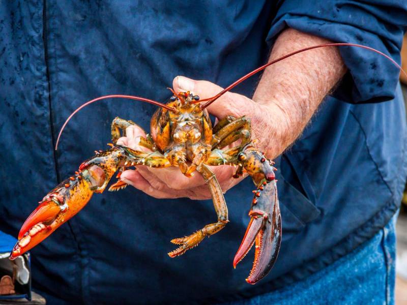 Pescadores de langosta exigen respuesta del Gobierno ante denuncias de pesca ilegal en Islas de la Bahía.