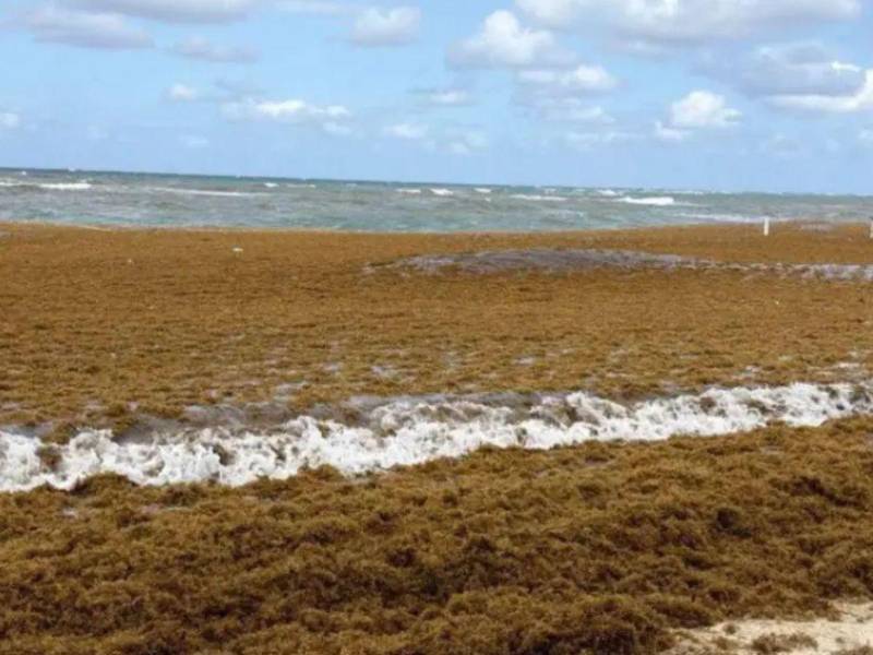 Playa de West Bay cierra temporalmente por invasión de sargazo.
