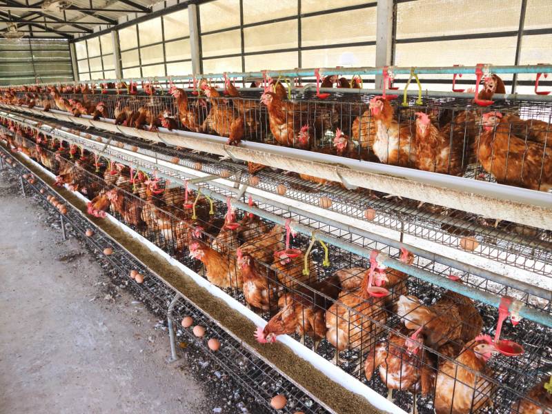 La influenza aviar es una enfermedad viral altamente contagiosa que afecta principalmente a aves silvestres y domésticas, como gallinas.