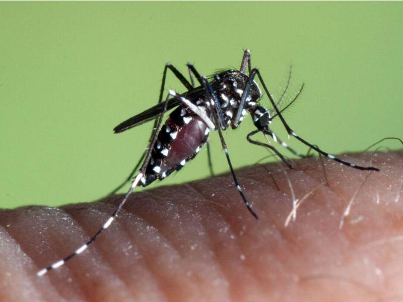 El mosquito se caracteriza por su color negro con marcas blancas en el tórax y abdomen, patas con bandas blancas y negras.