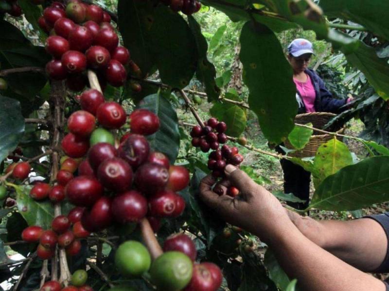 El precio promedio de exportación se ubicó en 314.95 dólares por quintal.