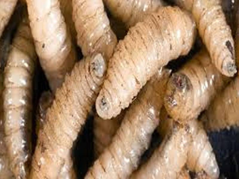 El primer caso humano en Honduras se registró el 6 de febrero de 2025, en el departamento de Olancho. Imagen referencial de archivo.