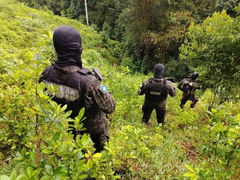 Efectivos de las Fuerzas Armadas inspeccionan la plantación de hoja de coca localizada en una zona montañosa de la aldea Icoteas.