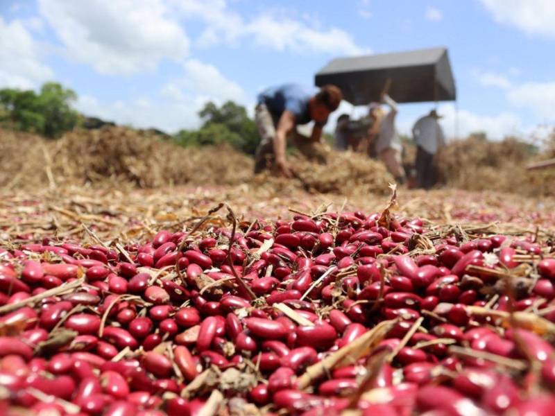 Agricultores de Danlí trabajan en armonía con el ecosistema para garantizar la sostenibilidad.