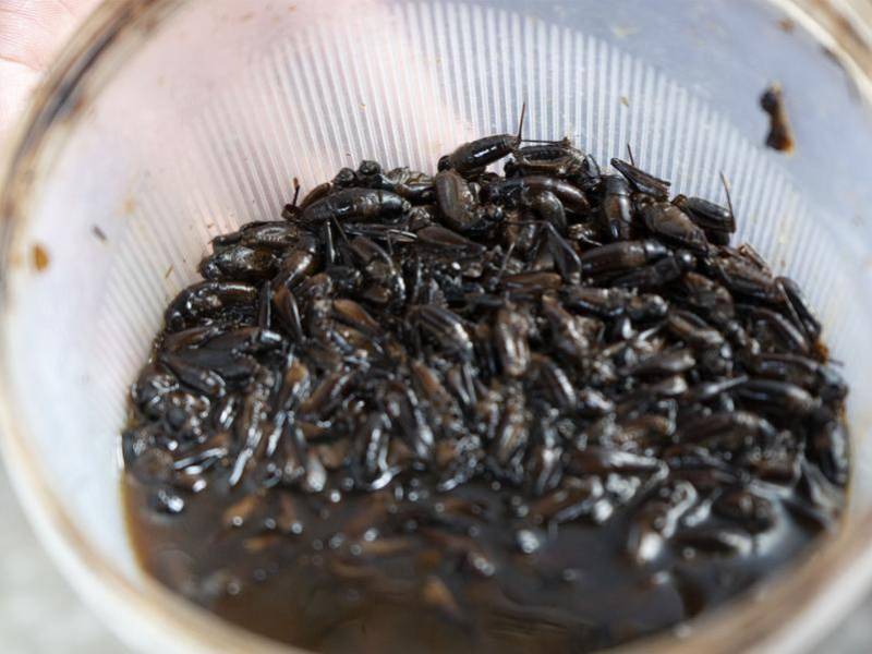 Ninfas y adultos de insectos capturados y eliminados mediante trampas artesanales elaboradas con atrayente de agua y melaza.