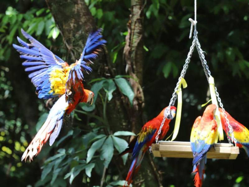 La Ceiba vivió una jornada histórica con la segunda liberación de guacamayas rojas en la cuenca del río Cangrejal, en un nuevo esfuerzo por la conservación de esta emblemática especie en Honduras.