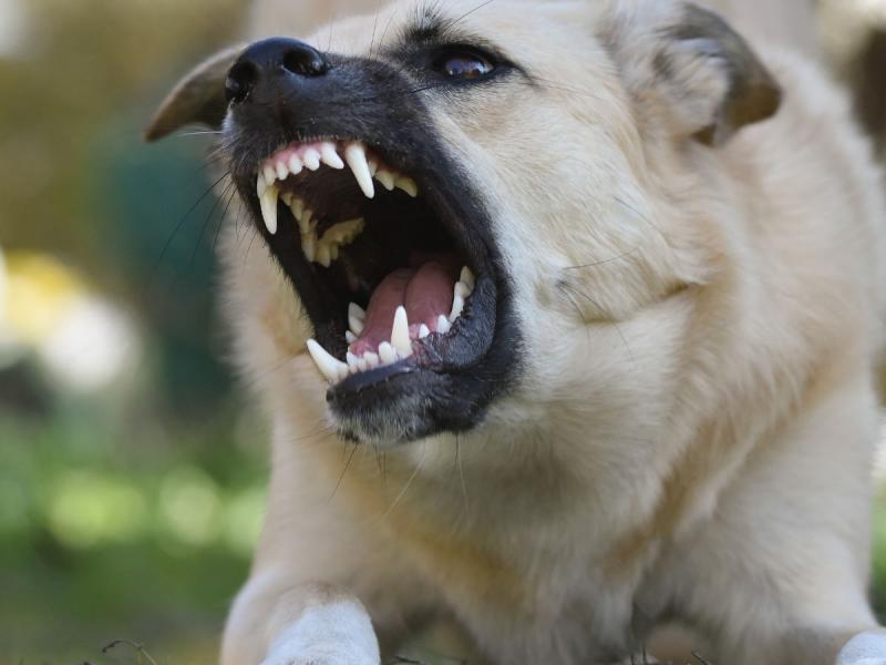 Un disparo por la espalda: así murió el exregidor Rafael Herrera tras reclamar por un perro