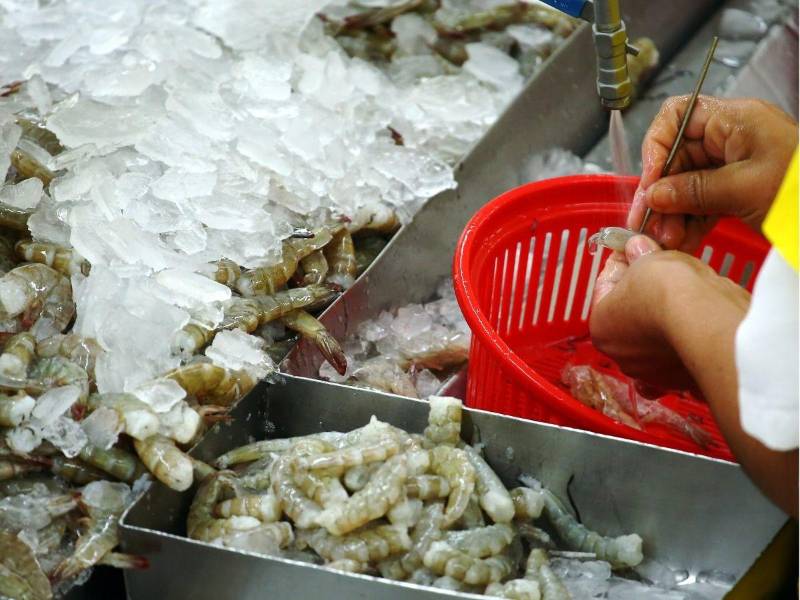 El sector camaronero de Honduras atraviesa un momento crítico debido a la falta de mercados para exportar su producto, situación que ha llevado a muchos productores a abstenerse de cultivar y a cerrar temporalmente sus fincas.