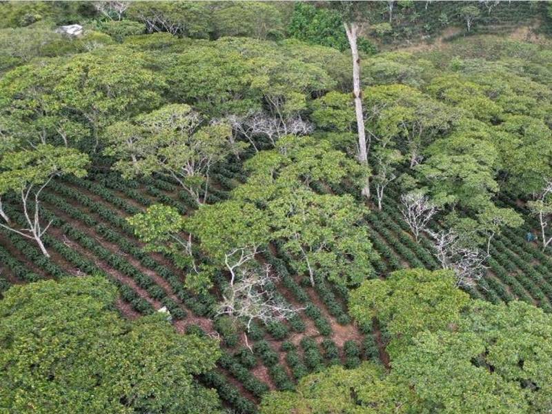 Finca vitrina ubicada en Las Limas, El Cedral. Utilizada como campo demostrativo para el intercambio de experiencias entre productores.