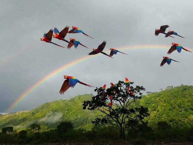 Una de las ocho guacamayas rojas liberadas en el río Cangrejal, donde la especie no se registraba en libertad desde la década de 1960.