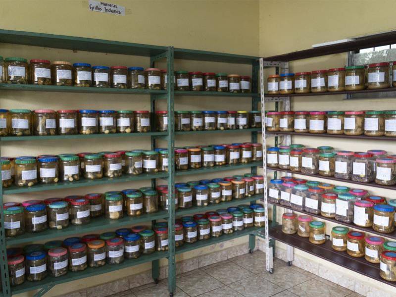 Larva del barrenadorcillo del café (Pseudodalaca), infectada por el hongo entomopatógeno Beauveria bassiana, un eficaz controlador biológico. Esta especie de barrenadorcillo ha sido reportada por primera vez en Honduras.